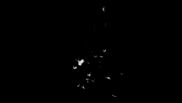 Feather Bullet Hits Feather Hit Front 3 vfx asset stock footage