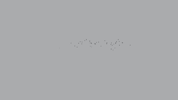 Flying Birds Flying Birds Low Angle 1 vfx asset stock footage