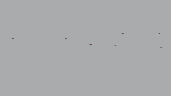 Bugs Roaches Wandering High Angle 1 vfx asset stock footage