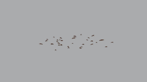 Bugs Roaches Scattering High Angle vfx asset stock footage