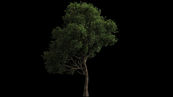 Assorted Trees Calm Tree 20 vfx asset stock footage