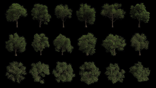 Assorted Trees 40 Tree Still Frames vfx asset stock footage
