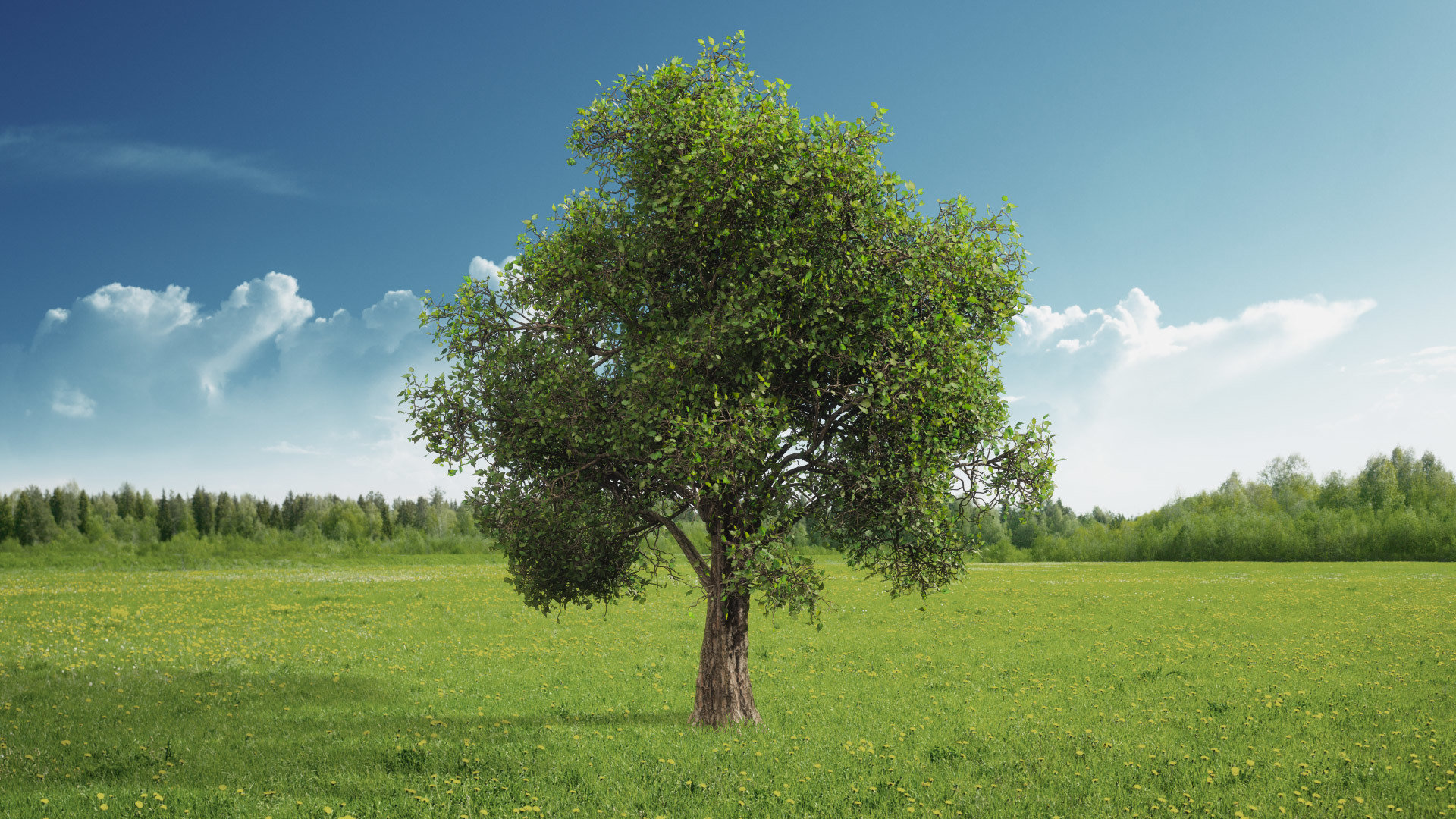 Assorted Trees Stock Footage Collection ActionVFX