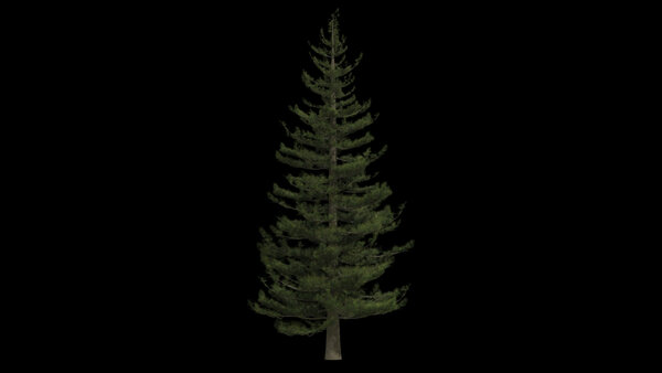 Pine Trees Calm Pine Tree 1 vfx asset stock footage