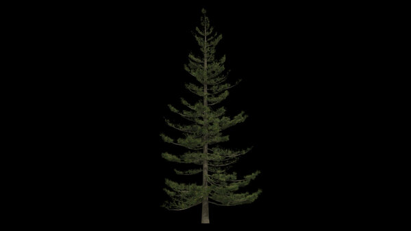 Pine Trees Calm Pine Tree 2 vfx asset stock footage