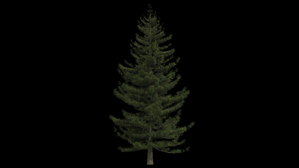 Pine Trees Calm Pine Tree 3 vfx asset stock footage