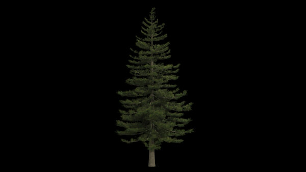 Pine Trees Calm Pine Tree 4 vfx asset stock footage