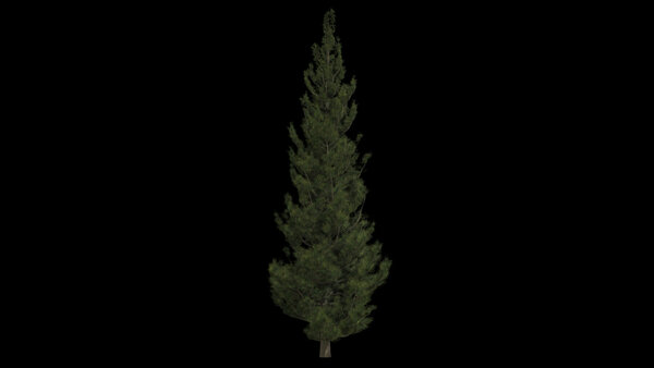 Pine Trees Calm Pine Tree 5 vfx asset stock footage