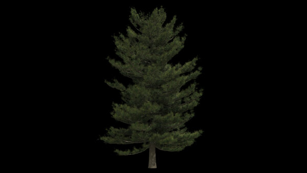 Pine Trees Calm Pine Tree 6 vfx asset stock footage