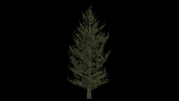Pine Trees Calm Pine Tree 7 vfx asset stock footage