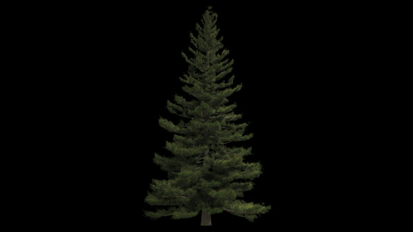 Pine Trees Calm Pine Tree 8 vfx asset stock footage