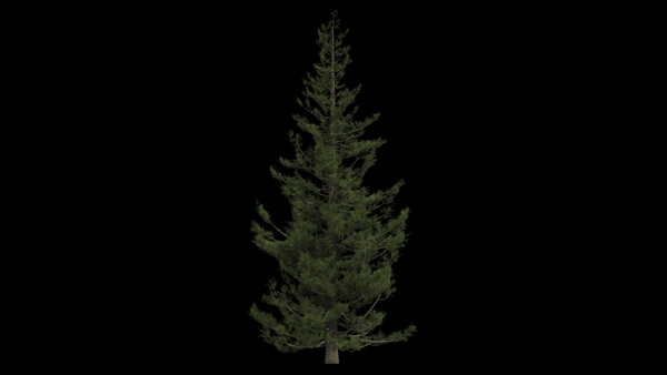 Pine Trees Calm Pine Tree 9 vfx asset stock footage