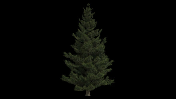 Pine Trees Calm Pine Tree 10 vfx asset stock footage