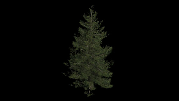 Pine Trees Calm Pine High Angle 1 vfx asset stock footage