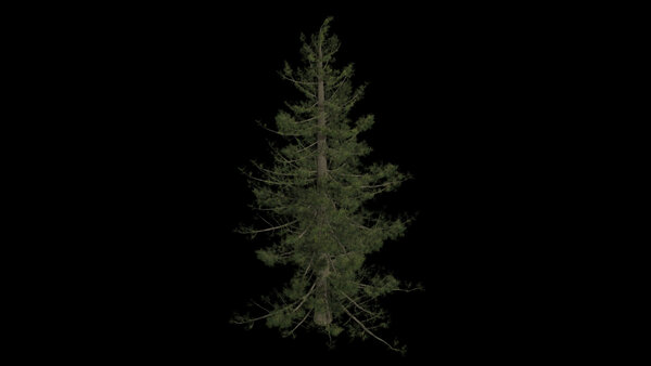 Pine Trees Calm Pine High Angle 2 vfx asset stock footage