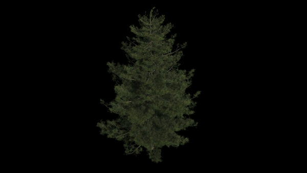 Pine Trees Calm Pine High Angle 3 vfx asset stock footage