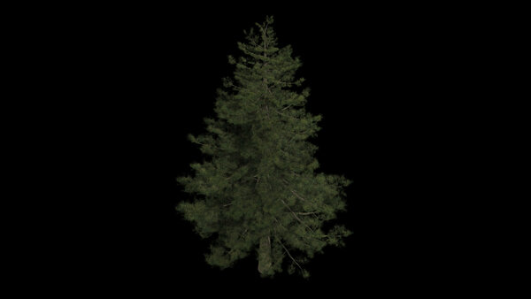 Pine Trees Calm Pine High Angle 4 vfx asset stock footage