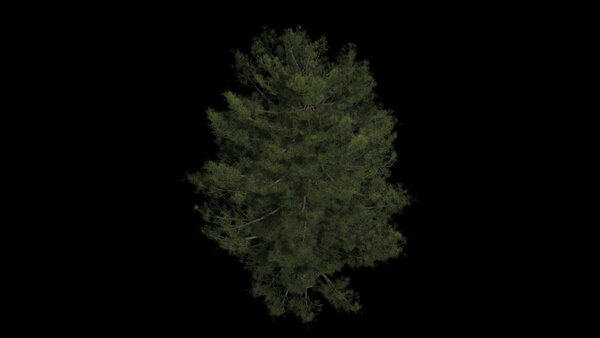 Pine Trees Calm Pine High Angle 6 vfx asset stock footage