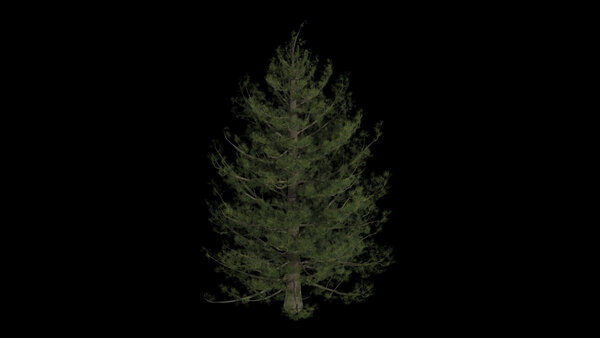 Pine Trees Calm Pine High Angle 7 vfx asset stock footage