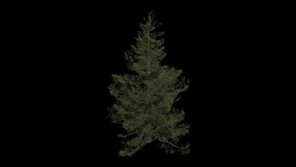 Pine Trees Calm Pine High Angle 9 vfx asset stock footage