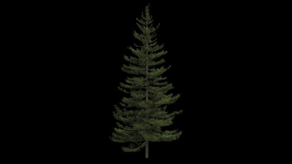 Pine Trees Windy Pine Tree 1 vfx asset stock footage