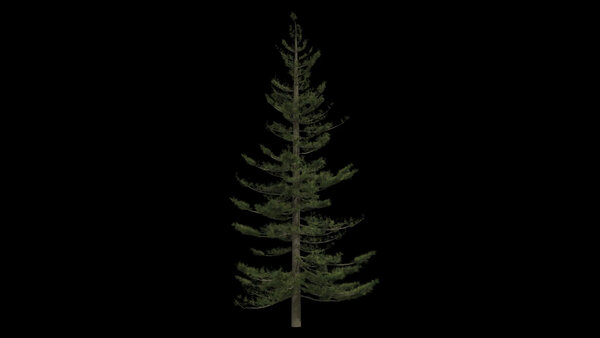 Pine Trees Windy Pine Tree 2 vfx asset stock footage