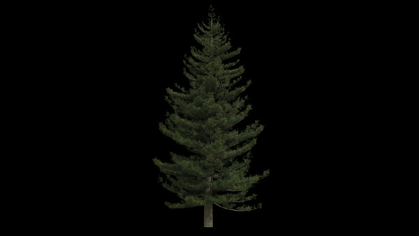Pine Trees Windy Pine Tree 3 vfx asset stock footage