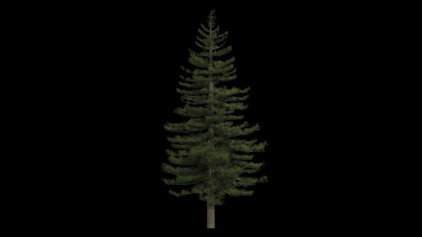 Pine Trees Windy Pine Tree 4 vfx asset stock footage
