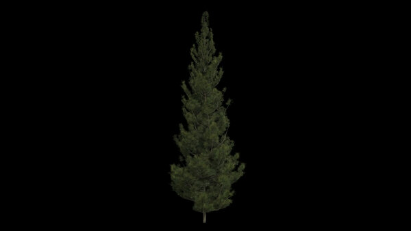 Pine Trees Windy Pine Tree 5 vfx asset stock footage