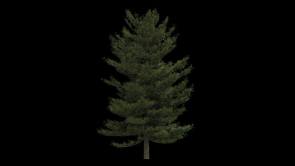 Pine Trees Windy Pine Tree 6 vfx asset stock footage