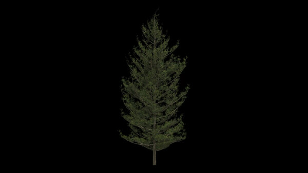 Pine Trees Windy Pine Tree 7 vfx asset stock footage