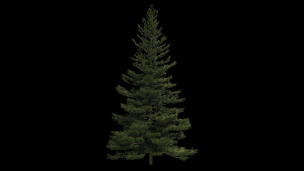 Pine Trees Windy Pine Tree 8 vfx asset stock footage