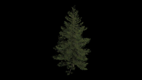 Pine Trees Windy Pine High Angle 1 vfx asset stock footage