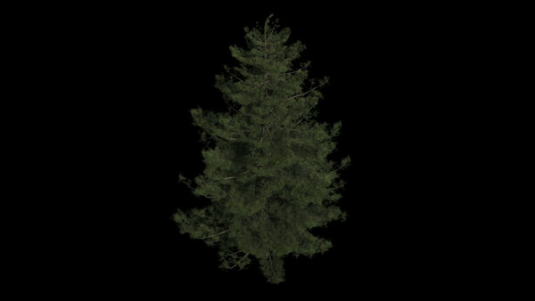 Pine Trees Windy Pine High Angle 3 vfx asset stock footage