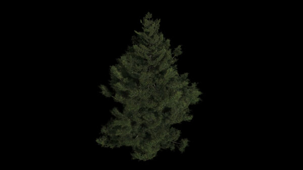 Pine Trees Windy Pine High Angle 10 vfx asset stock footage