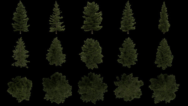 Pine Trees 25 Pine Tree Still Frames vfx asset stock footage