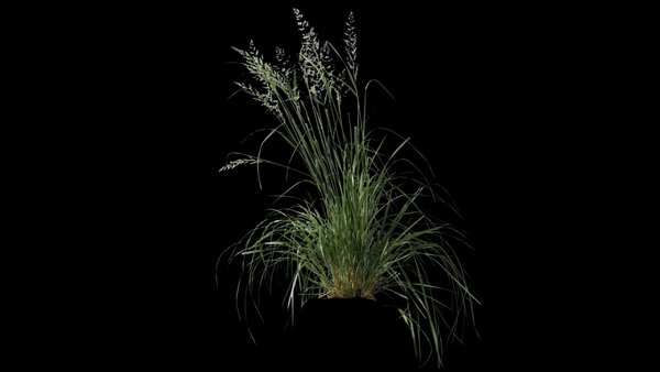 Plants & Foliage Reed Grass 1  vfx asset stock footage