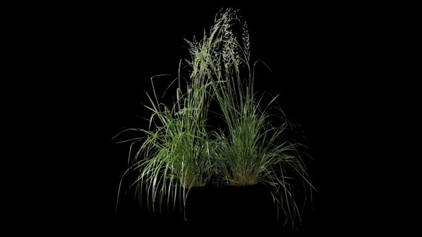 Plants & Foliage Reed Grass 2  vfx asset stock footage