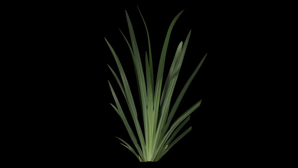 Plants & Foliage Giant Iris  vfx asset stock footage