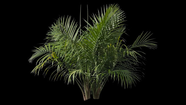 Plants & Foliage Majesty Palm  vfx asset stock footage