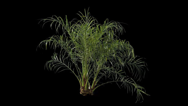 Plants & Foliage Roebelin Palm  vfx asset stock footage