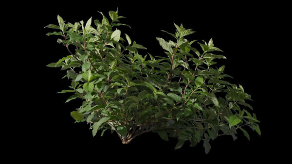 Plants & Foliage Hydrangea  vfx asset stock footage