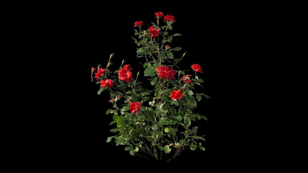 Plants & Foliage Rose Bush 1  vfx asset stock footage