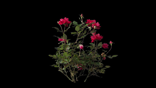 Plants & Foliage Rose Bush 2  vfx asset stock footage