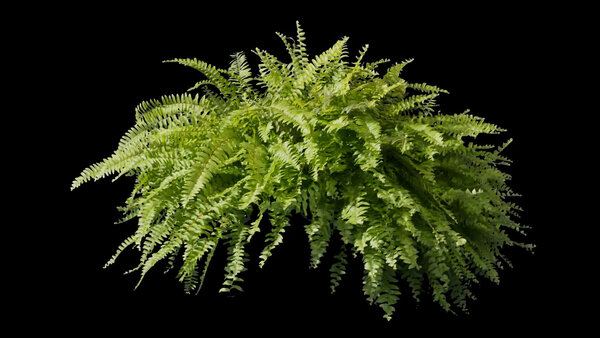Plants & Foliage Boston Fern  vfx asset stock footage