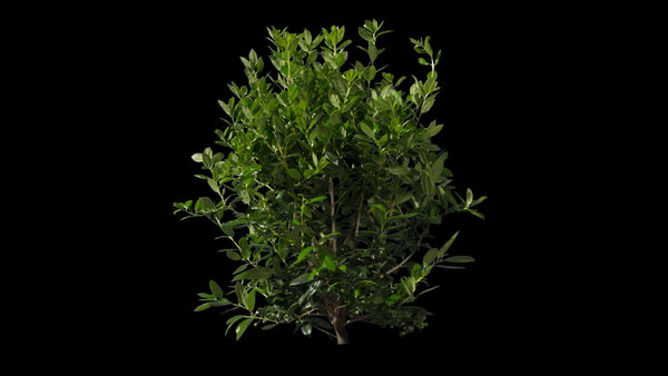 Plants & Foliage Holly  vfx asset stock footage