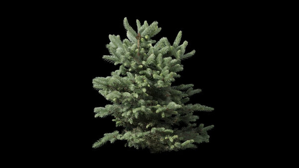 Plants & Foliage Baby Spruce  vfx asset stock footage
