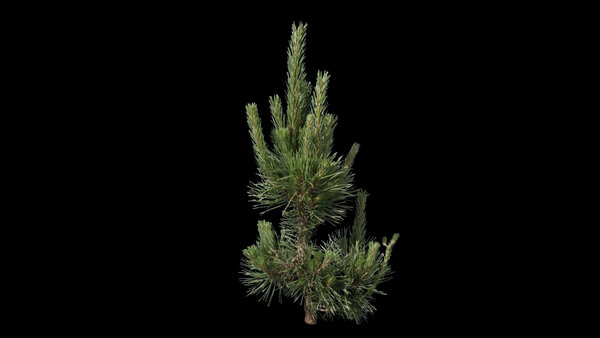 Plants & Foliage Mugo Pine  vfx asset stock footage