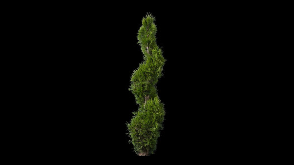 Plants & Foliage Emerald Cedar 1  vfx asset stock footage