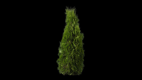 Plants & Foliage Emerald Cedar 2  vfx asset stock footage